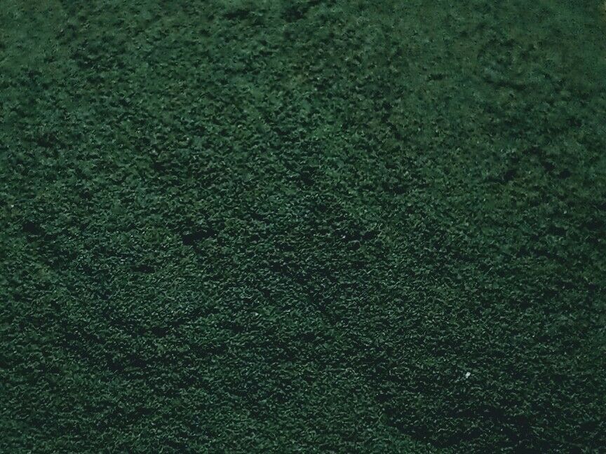 Spirulina Pulver für Hund und Pferd